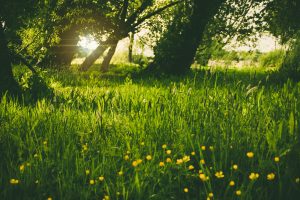 A serene sunlit meadow with lush green grass and yellow wildflowers.